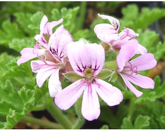 Citronella Geranium Cutting