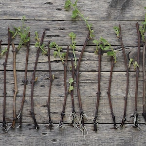 Fresh Thompson Green Vine Cuttings!