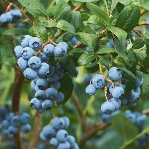 May include: Close-up of a blueberry bush laden with ripe, blue-colored berries. The image shows clusters of blueberries hanging from branches with green leaves. The berries are in various stages of ripeness, with some appearing darker than others.