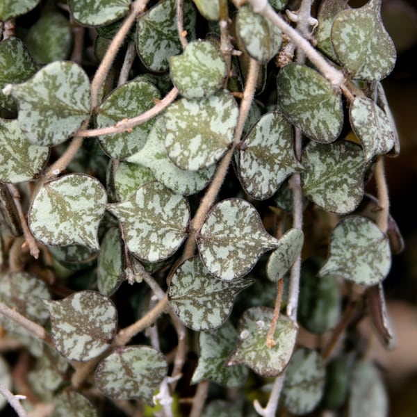 LONG ROOTED Hoya Curtisii