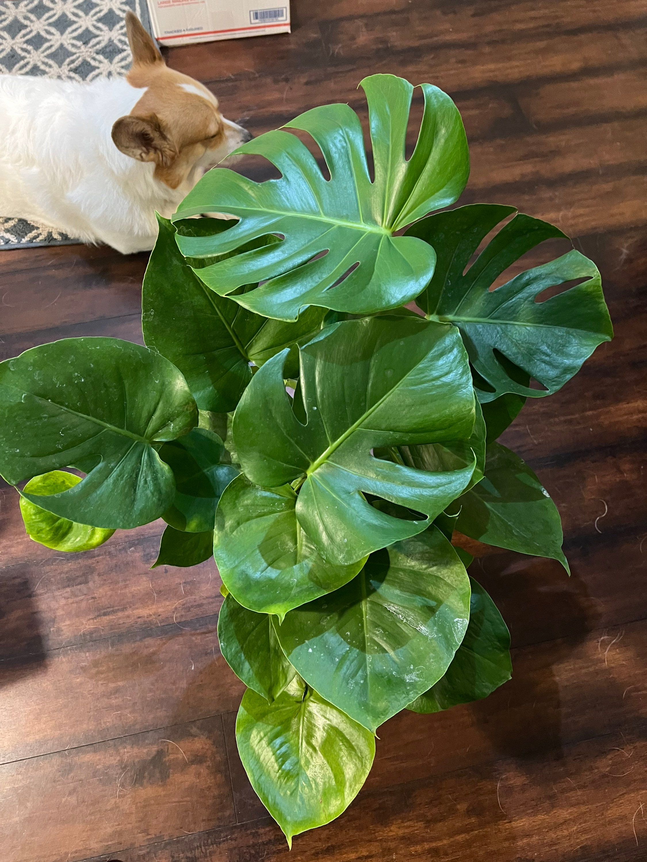 Monstera Deliciosas standard Swiss Cheese Monstera Etsy