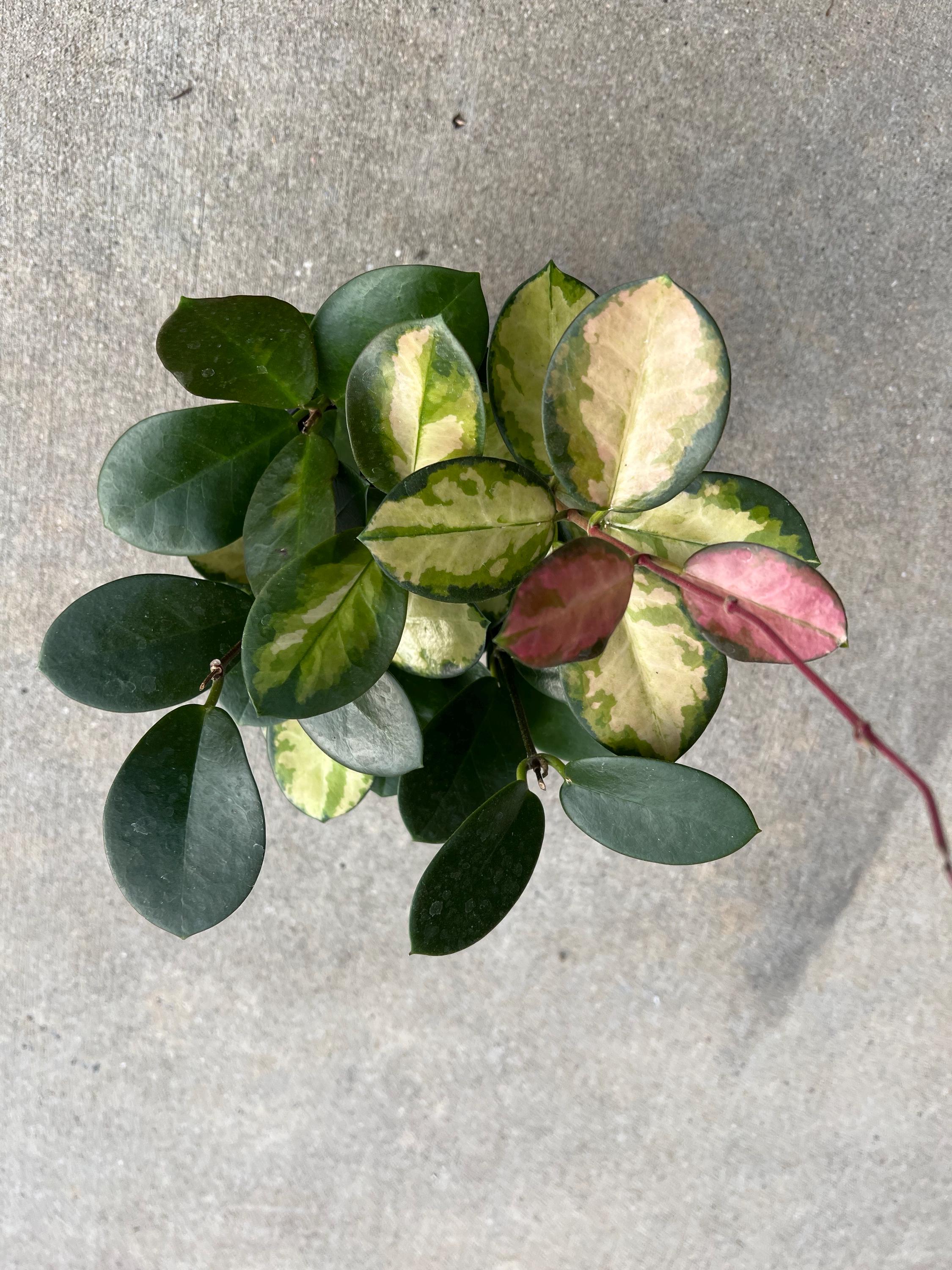 Hoya Australis Lisa - Etsy