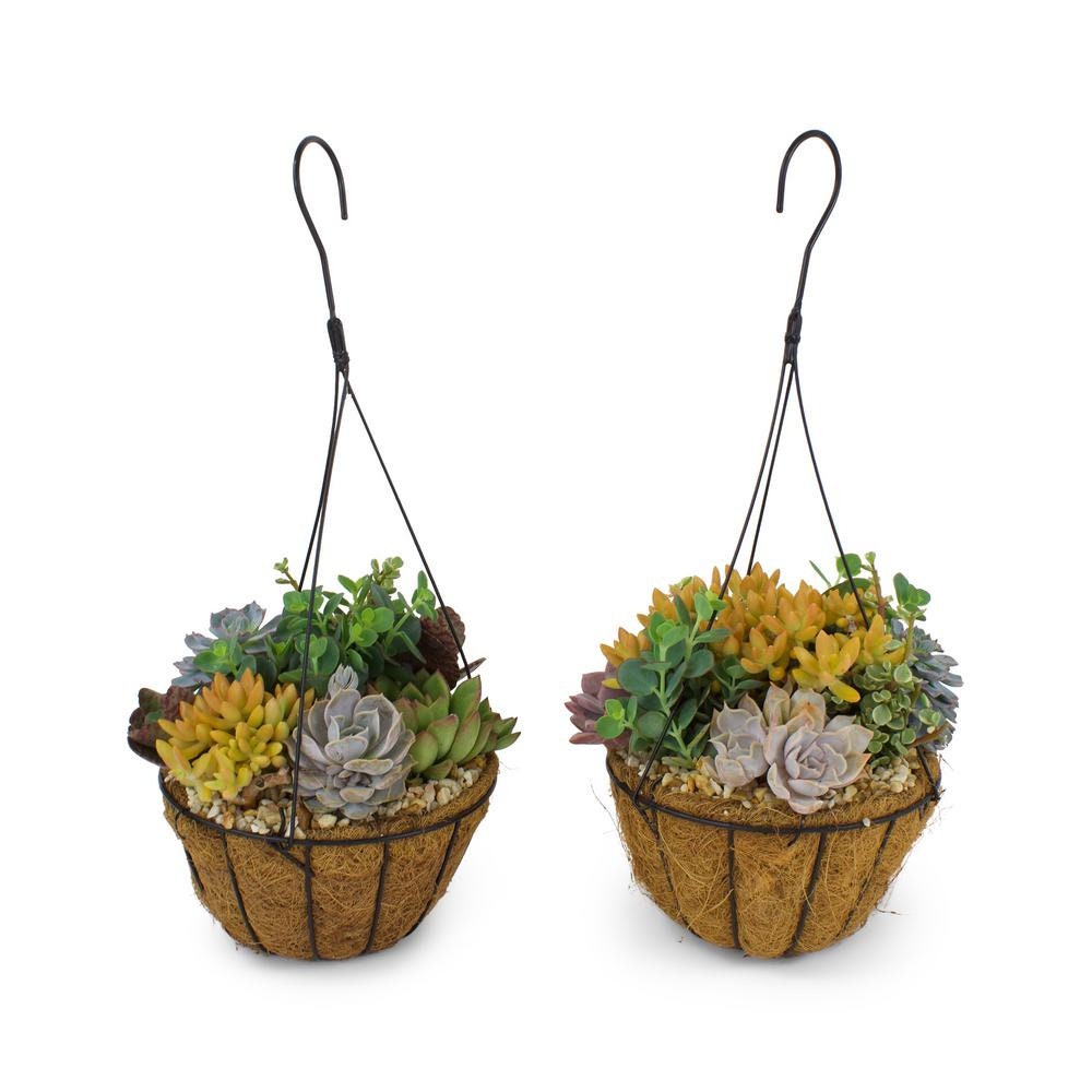 Hanging Planter Gift Basket Kit! Succulents Included! - Etsy