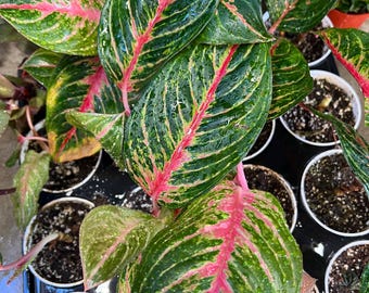 May include: Close-up of Aglaonema plant with large, green leaves featuring pink and red veins. The leaves have a textured appearance and are wet with water droplets. The plant is in a white pot, and the overall theme is nature and gardening.