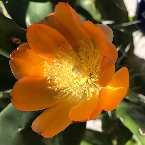 Prickly Pear Cactus Pad - Opuntia