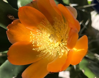 Prickly Pear Cactus Pad - Opuntia