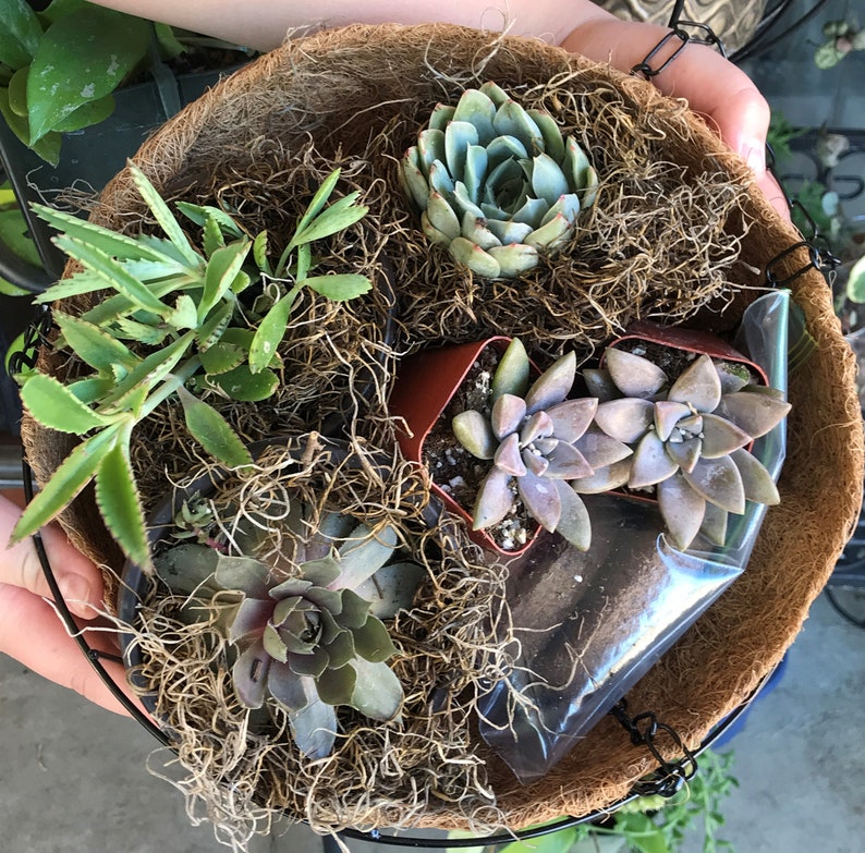 Hanging Planter Gift Basket Kit Succulents Included Etsy