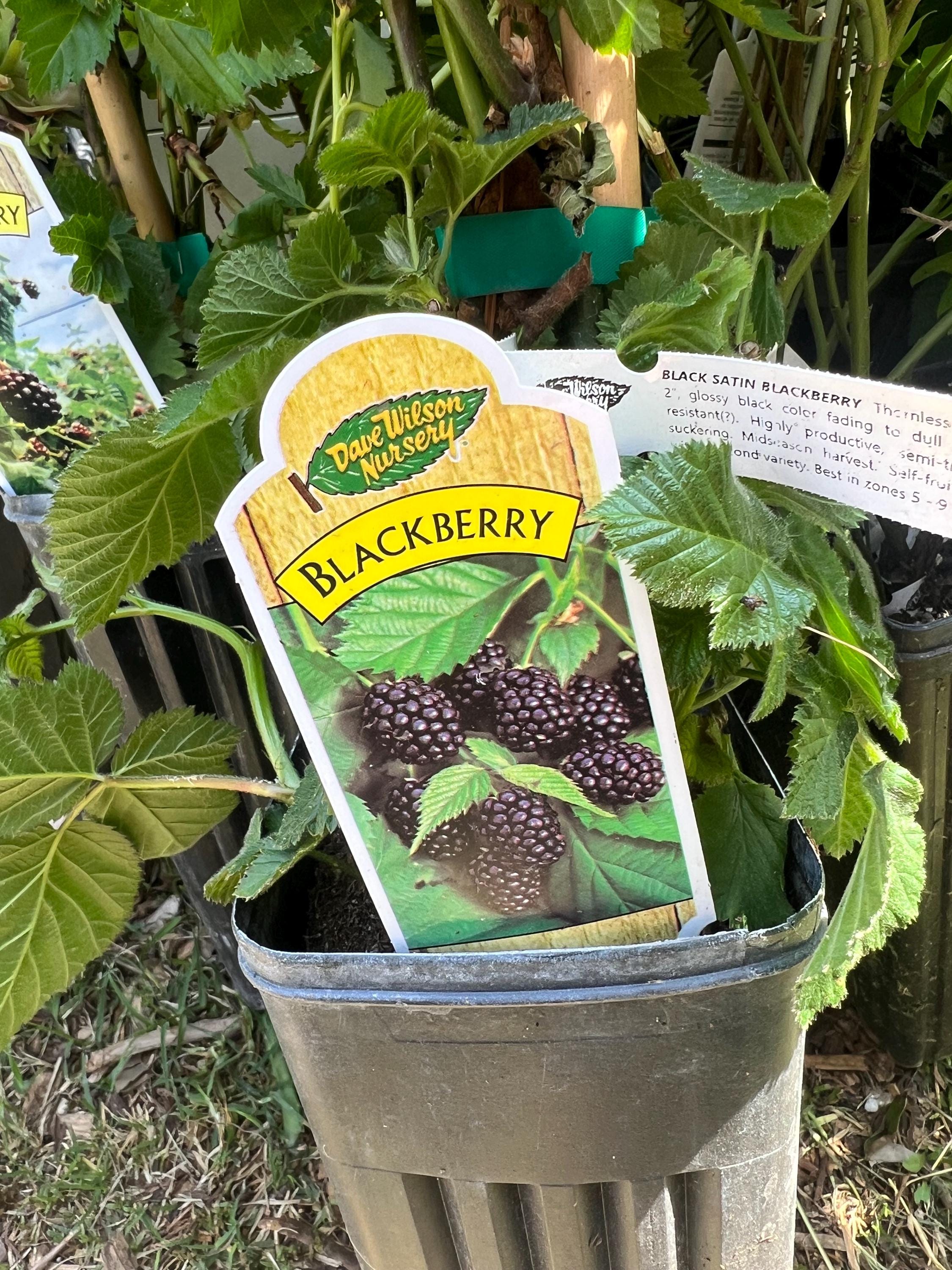 Live Full Sized Sweet BLACKBERRY Plants - Etsy