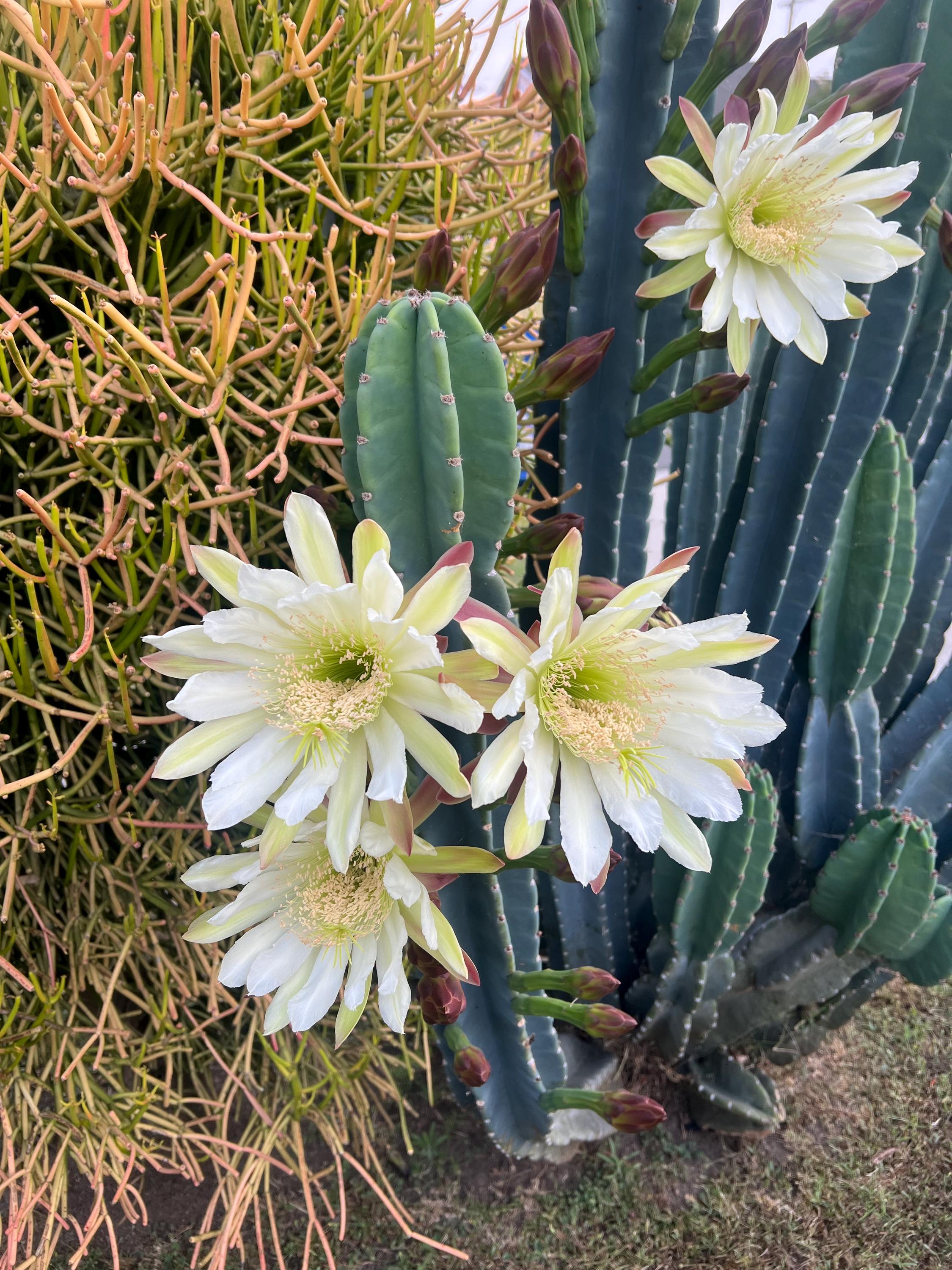 peruvian apple cactus Peruvian Apple Cactus: Cereus - 12