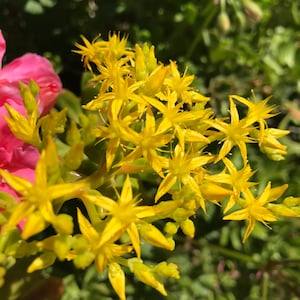 May include: A cluster of bright yellow star-shaped flowers with green stems and leaves.