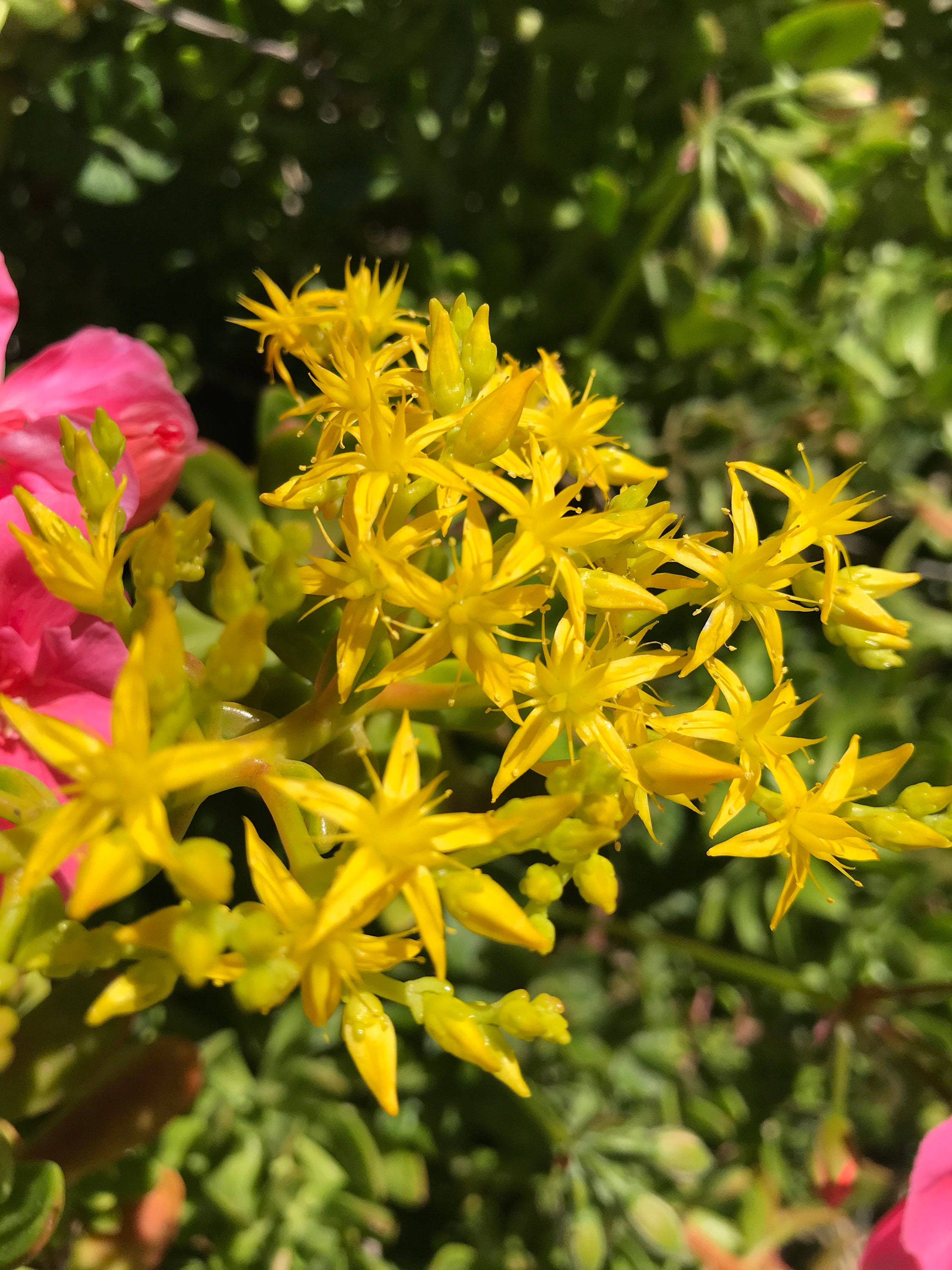 Crassula Ovata (jade Plant) - Yellow Flowers - Etsy