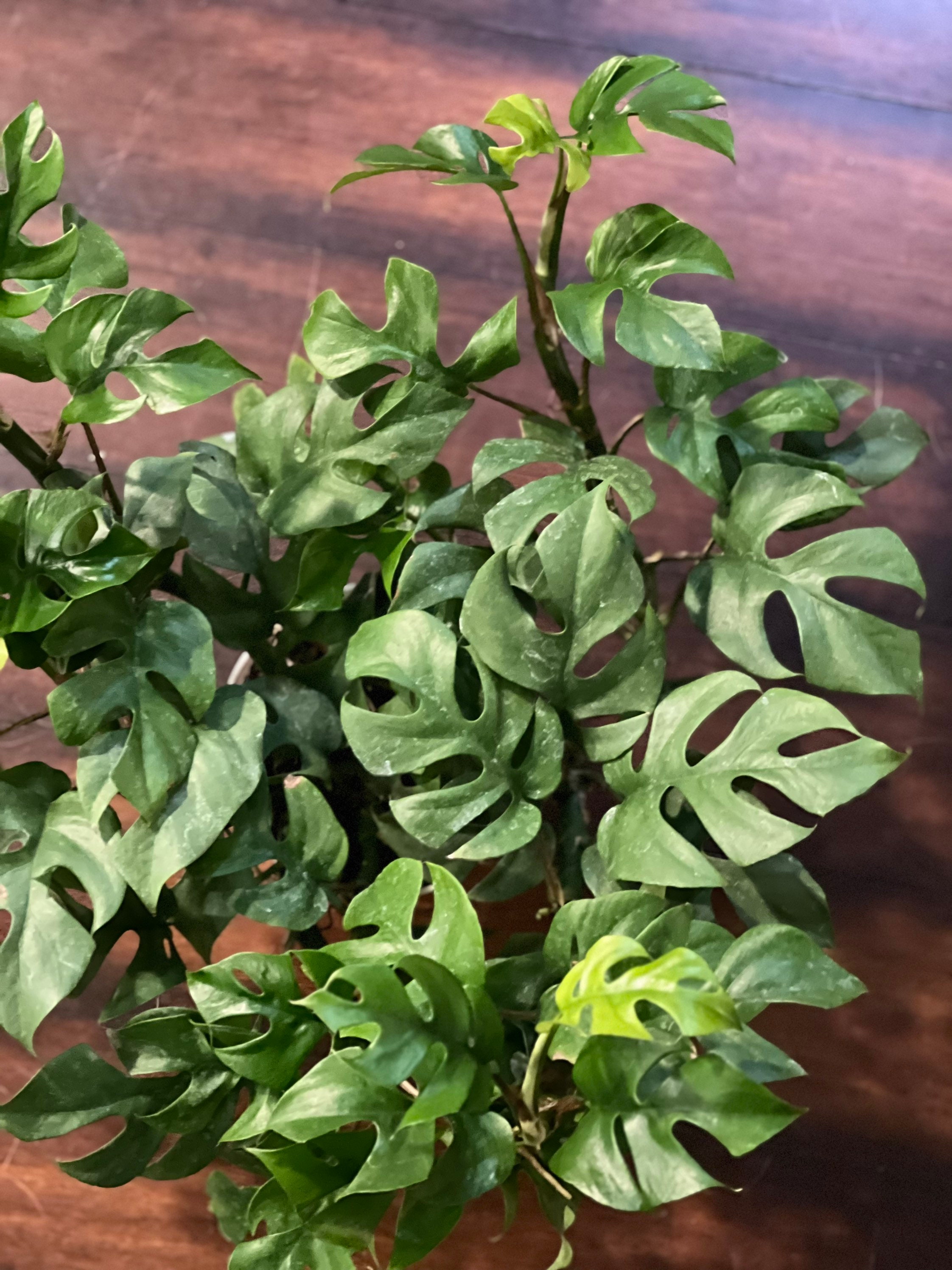 Monstera Deliciosas standard Swiss Cheese Monstera Etsy