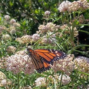 Asclepias fascicularis - LIVE Native Milkweed PLANTS and SEEDS for Monarch Butterflies