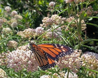 Asclepias fascicularis - LIVE Native Milkweed PLANTS and SEEDS for Monarch Butterflies