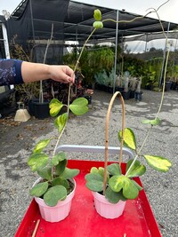 Hoya Kerrii Reverse Variegated *RARE!* Wax Plant