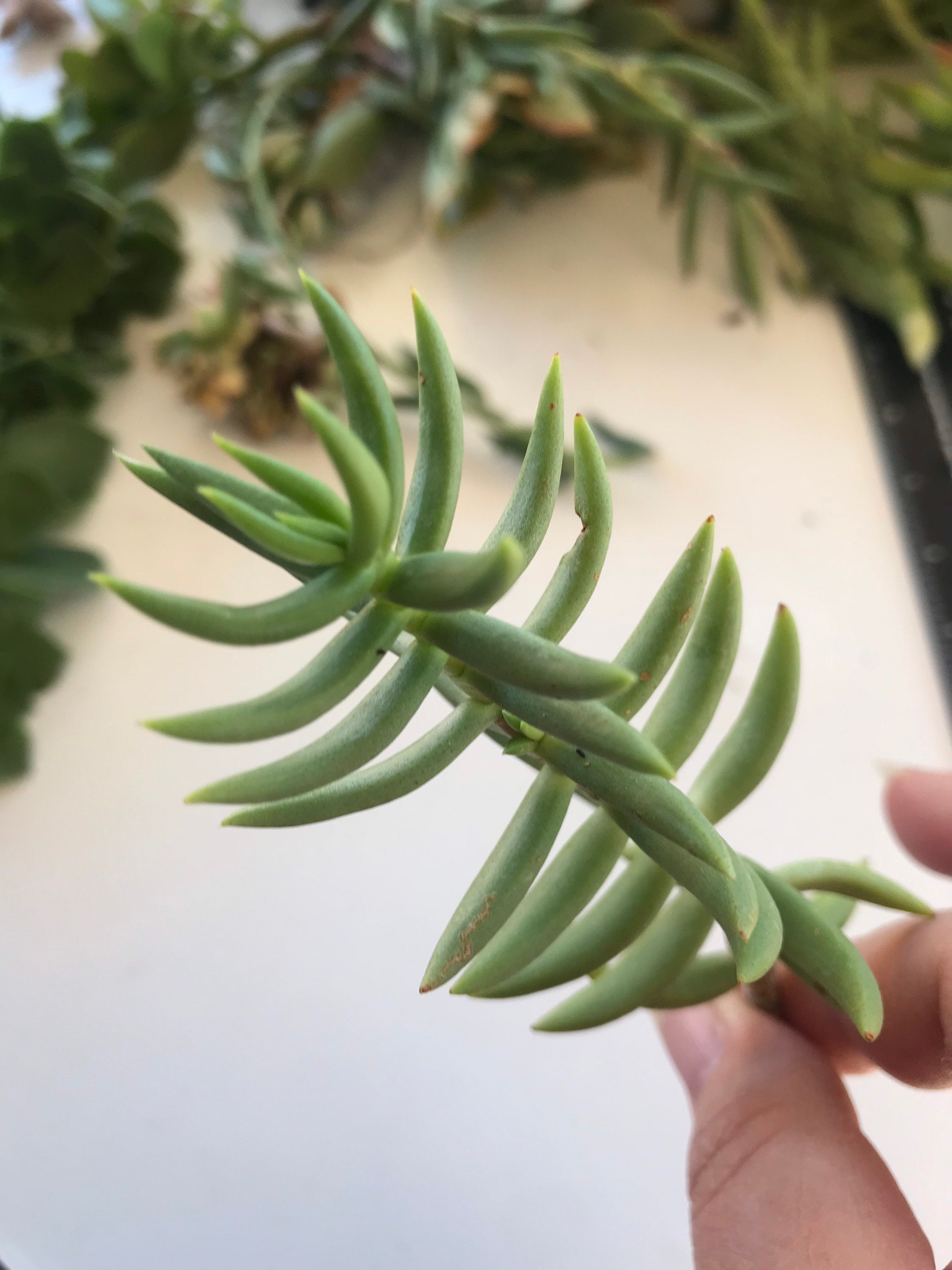 Crassula Tetragona 'Miniature Pine Tree' 2 inch