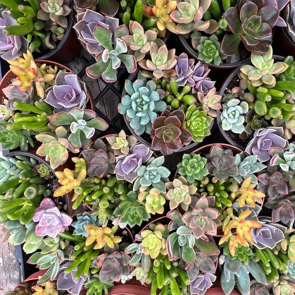 BULK LARGE SUCCULENT cuttings- gardens, decorations, weddings, parties, gifts arrangements or wholesale! Free Gift cuttings included!