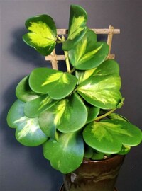 Hoya Kerrii Albomarginata, Variegated Kerrii Hoya, Sweetheart Hoya, Rare Wax Houseplant, Heart-Shaped Plant, Plant Rooted Large HANGING POT