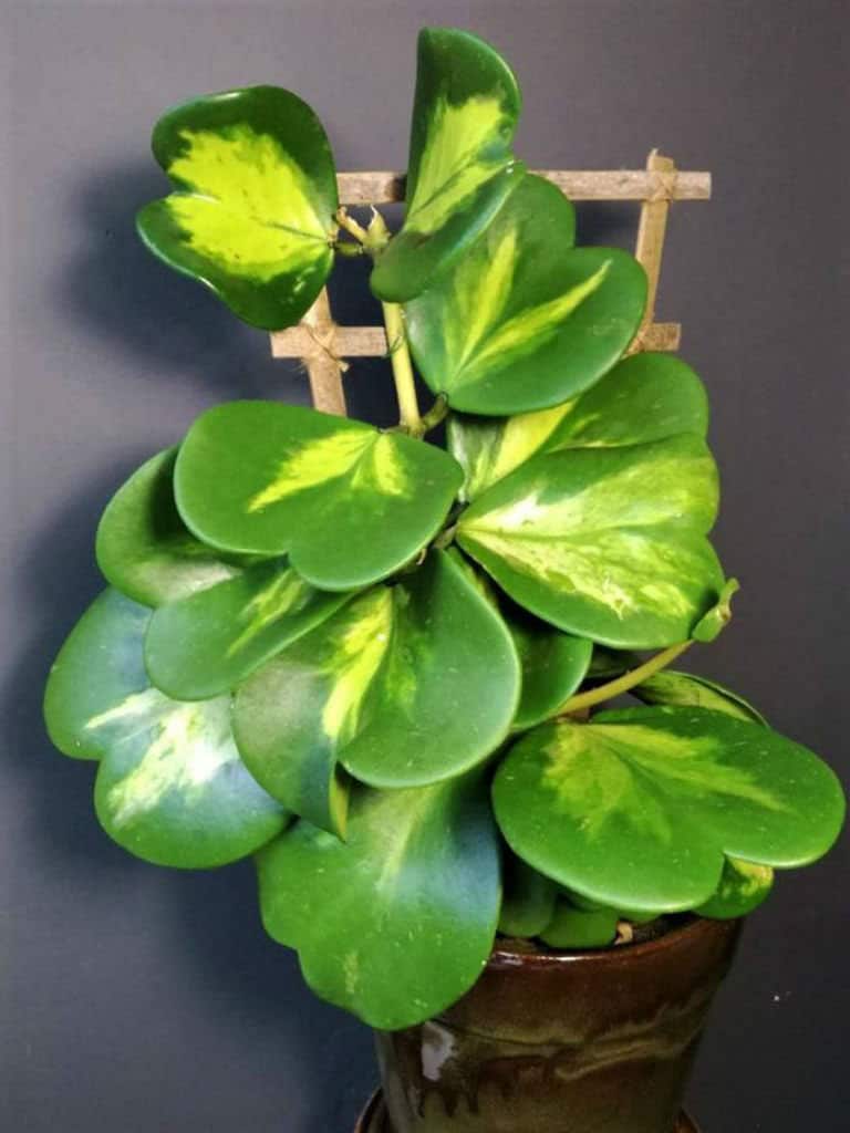 Hoya Kerrii Reverse Variegated *RARE!* Wax Plant - Etsy