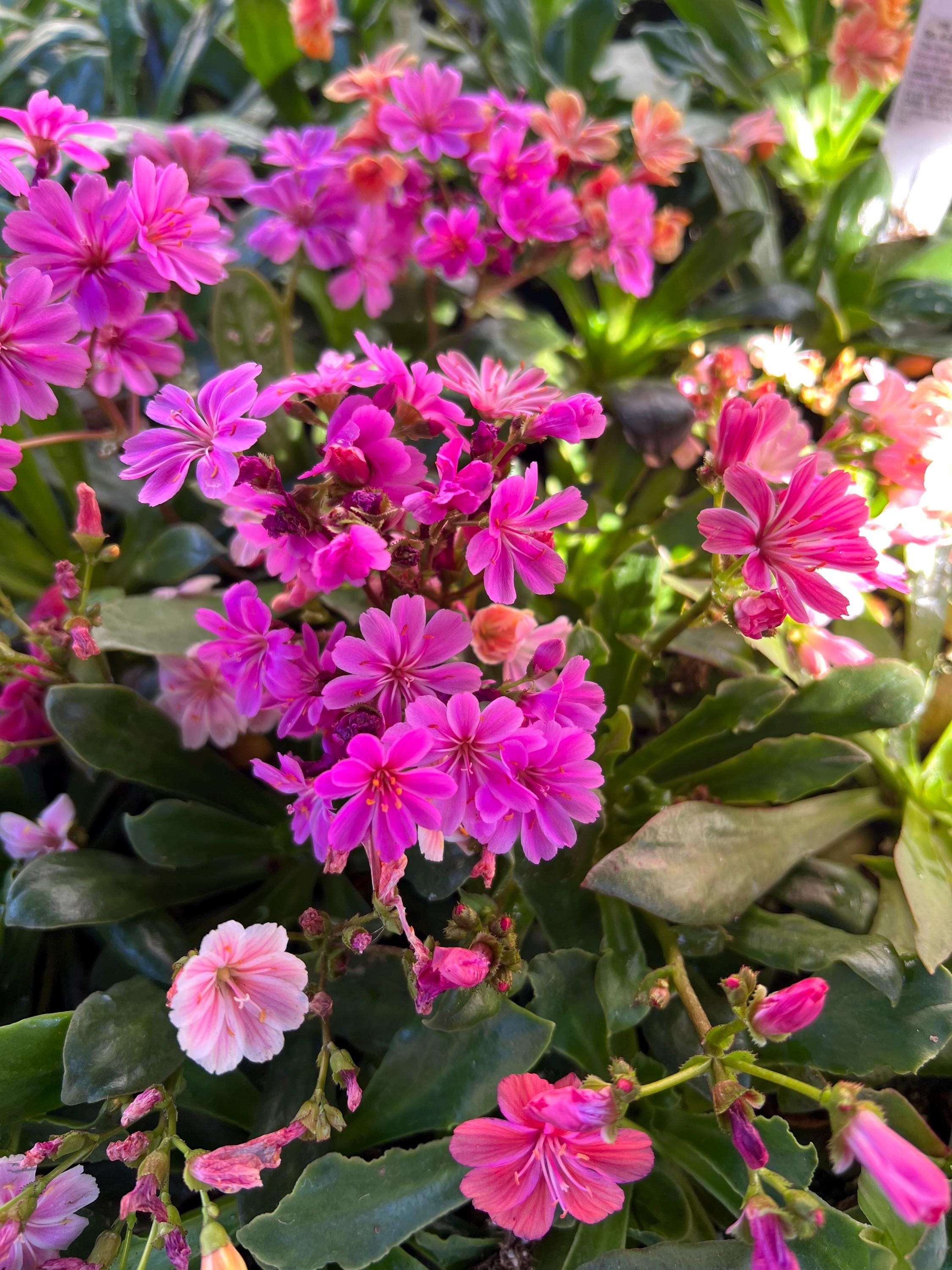 pansy flower plant Pansy Cool Wave 'Purple' Plants