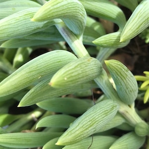 Senecio - String of Bananas, String of fishhooks