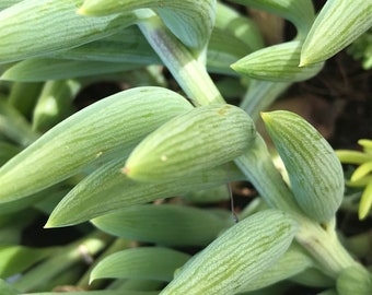 Senecio - String of Bananas, String of fishhooks