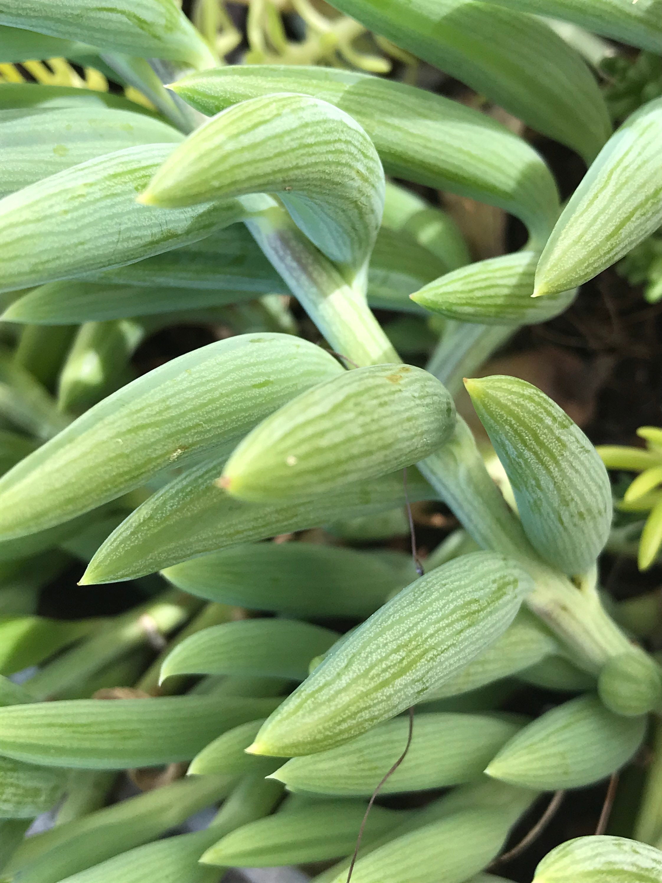Senecio String of Bananas String of fishhooks Etsy
