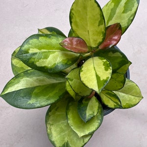 Hoya Australis Lisa