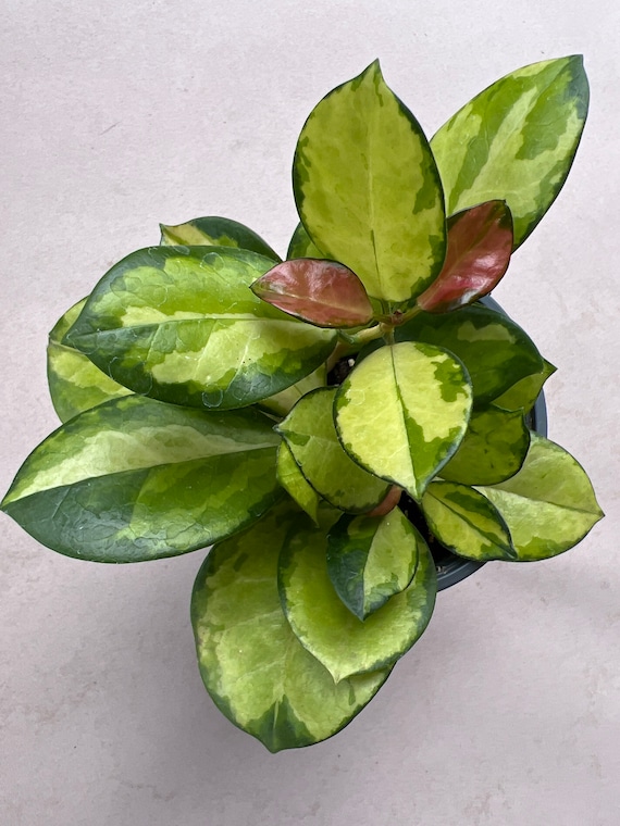 Hoya Australis Lisa - Etsy