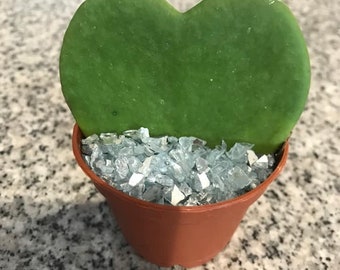Hoya Kerrii Reverse Variegated *RARE!* Wax Plant