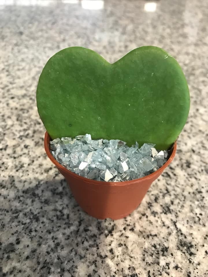Hoya Kerrii Sweetheart Plant or heart leaf