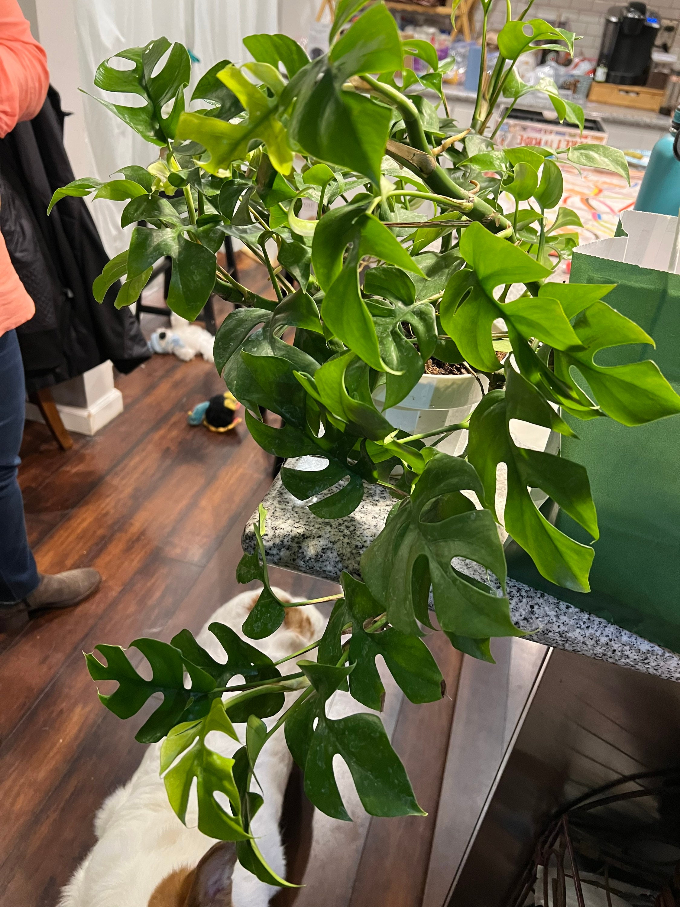 Monstera Deliciosas standard Swiss Cheese Monstera Etsy