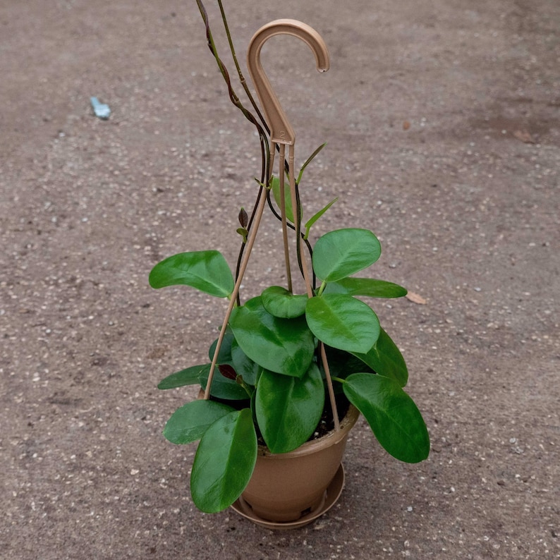 Hoya Australis A) 6 Inch hanging