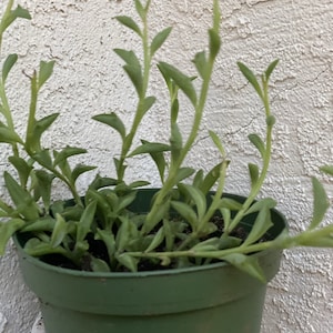 Sznur delfinów - Senecio peregrinus / Senecio hipogryf