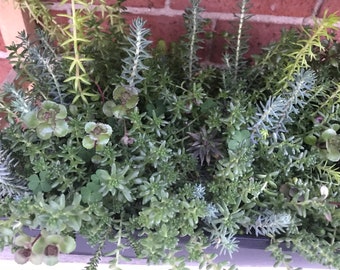 Mixed Sedum or stonecrop