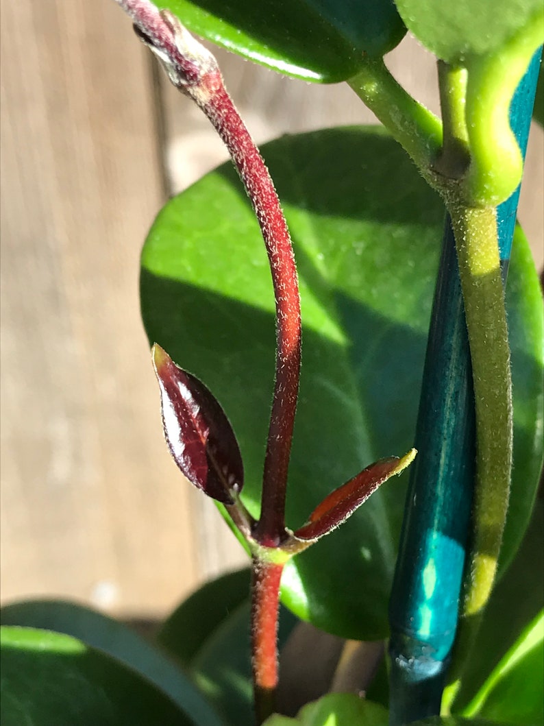 Hoya Australis image 8