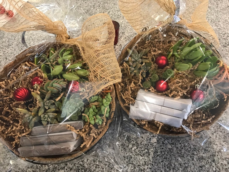 Hanging Planter Gift Basket Kit Succulents Included Etsy