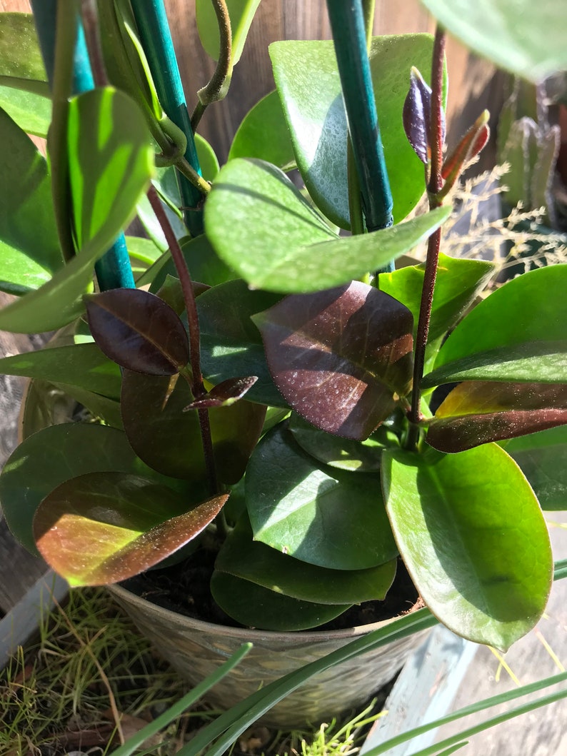 Hoya Australis image 5