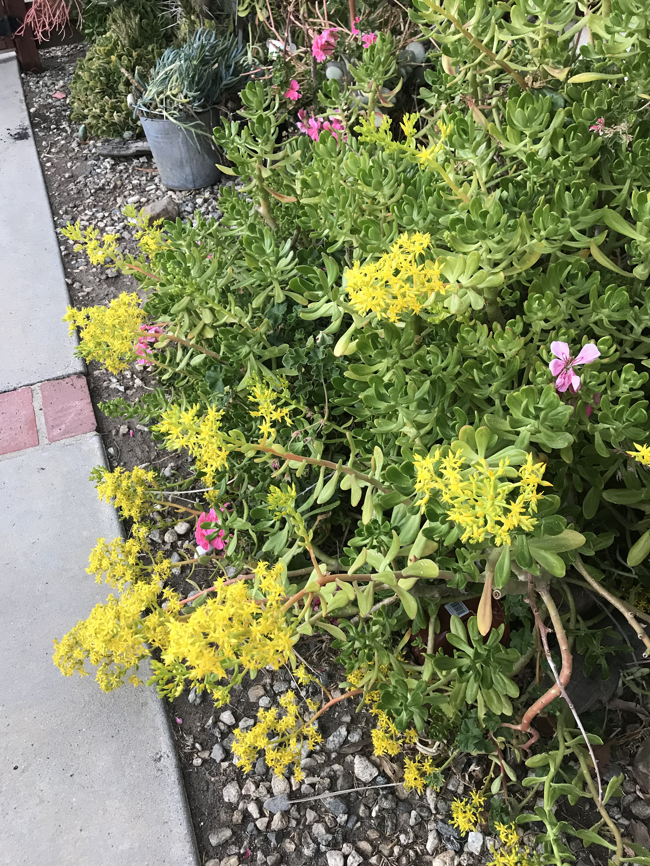 Crassula Ovata Jade plant Yellow flowers Etsy