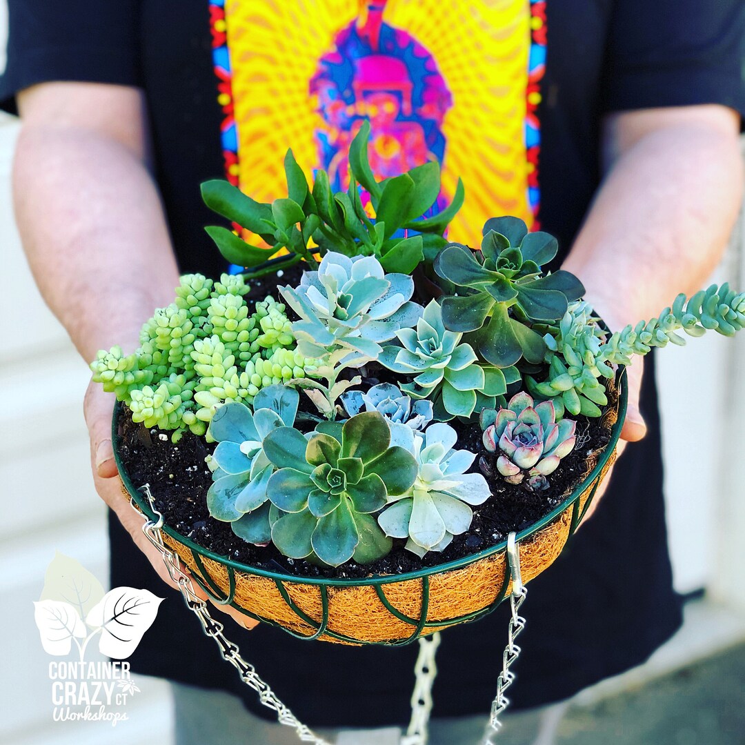 Hanging Planter Gift Basket Kit Succulents Included Etsy