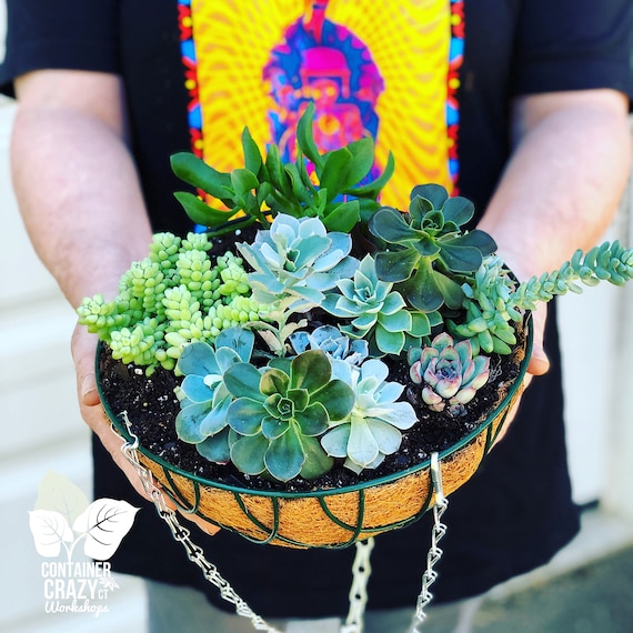 Hanging Planter Gift Basket Kit! Succulents Included! - Etsy