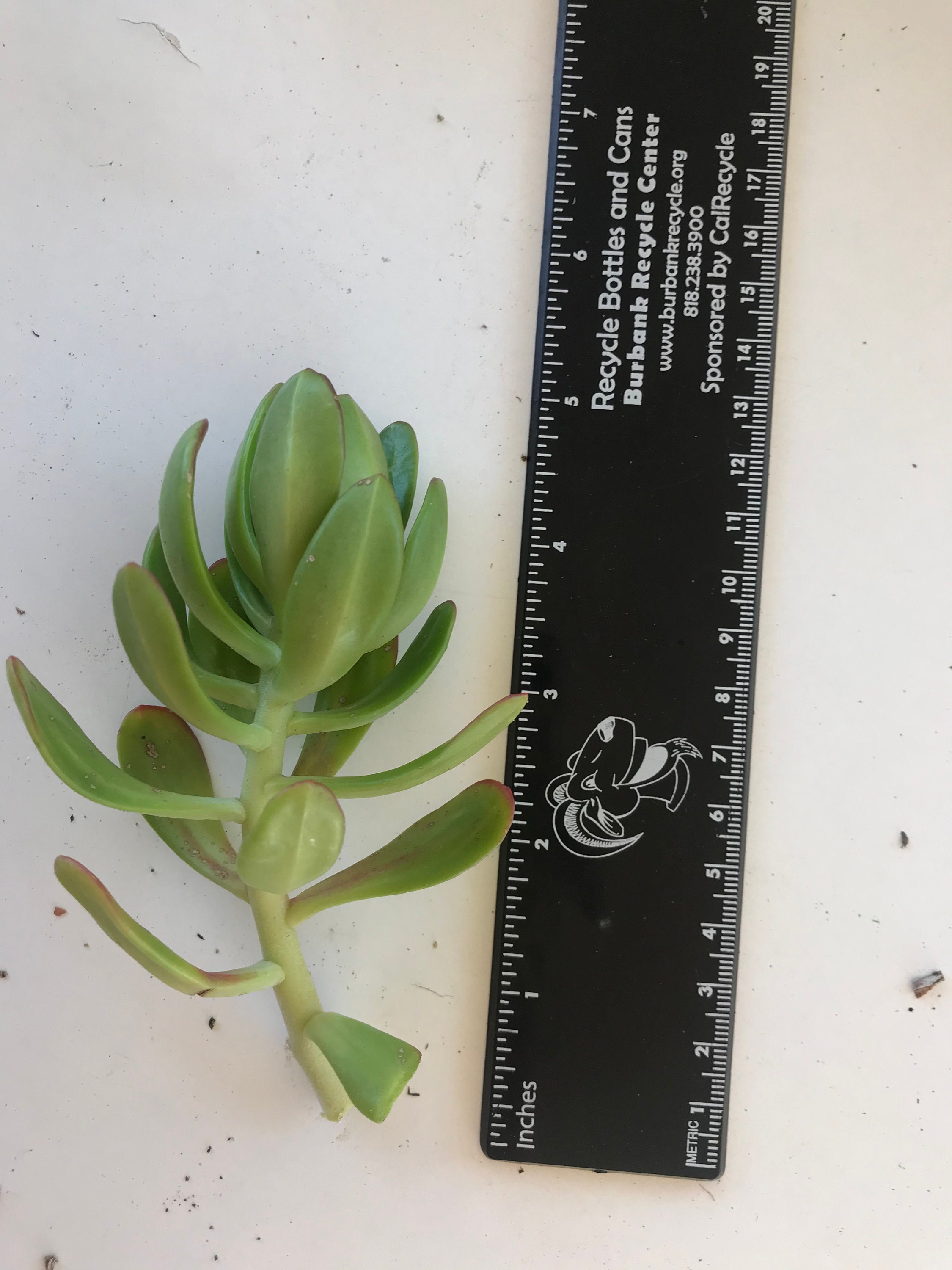 Crassula Ovata (jade Plant) - Yellow Flowers - Etsy