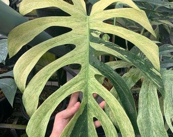 Monstera Mint Variegated — Ultra Rare Collector Plant