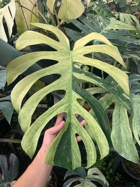 Monstera Mint Variegated — Ultra Rare Collector Plant - Etsy