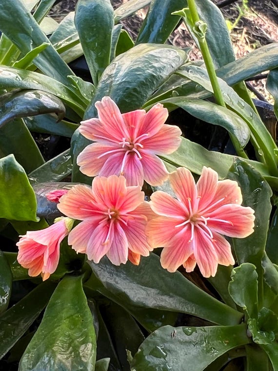 Rare Rainbow Lewisia Plant  Evergreen Succulent, Pet-safe - Etsy