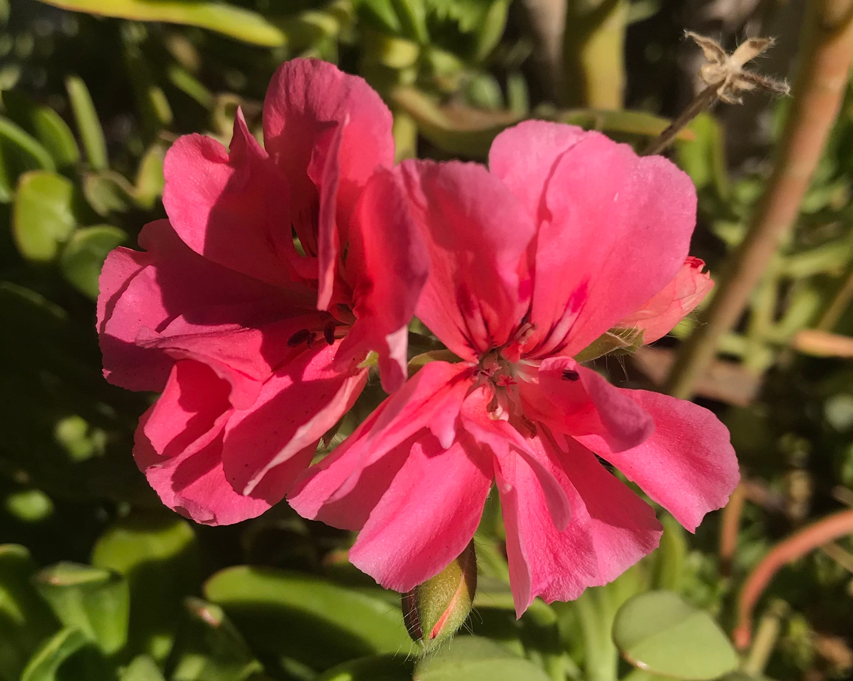 Ivy Geranium CUTTINGS Etsy