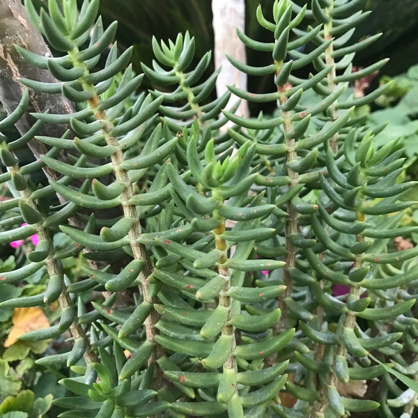 Crassula tetragona - Miniature Pine Tree - 2 inch rooted plug and 5+ inch cuttings