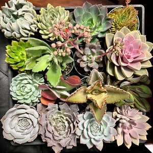 4 and 6 inch Deluxe FANCY Succulents for gifts, weddings, parties or wholesale