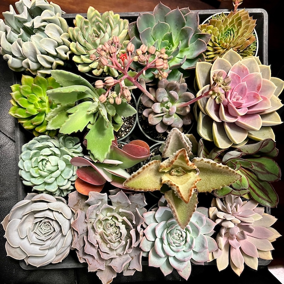 succulent background Pastel and Green Bohemian Decor Succulent Plant Wallpaper main image 0