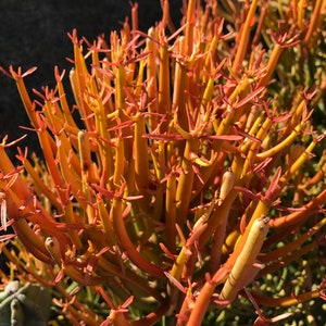 Bastoncino di fuoco, cactus matita, cactus corallo (Euphorbia Tirucalli): colorati e divertenti, ideali per composizioni floreali: talea omaggio inclusa!